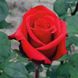 Роза чайно-гибридная красная Solo Red