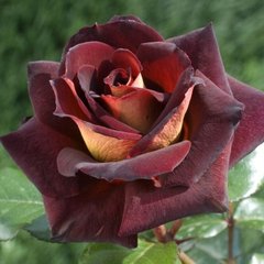 Троянда чайно-гібридна Едді Мітчел, 1 шт