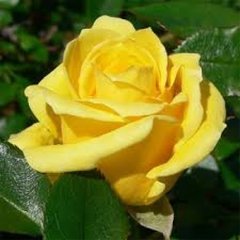 Роза чайно-гибридная желтая Solo Yellow