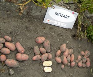 Картопля Моцарт (Фасовка: 5 кг; Колір: червоний)