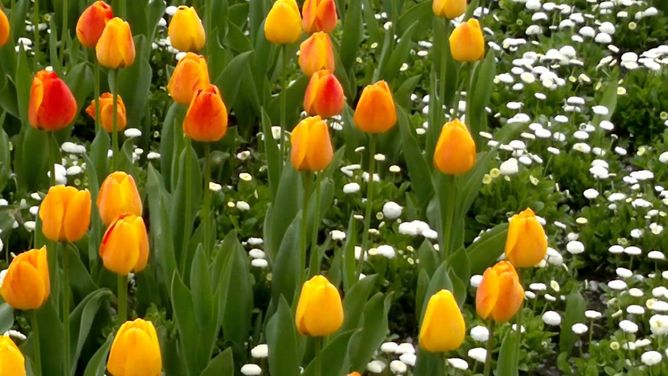 Тюльпан Beauty of Apeldoorn, 2 шт