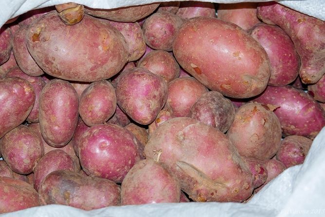 Картопля Моцарт (Фасовка: 5 кг; Колір: червоний)