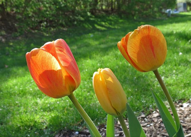 Тюльпан Beauty of Apeldoorn, 2 шт