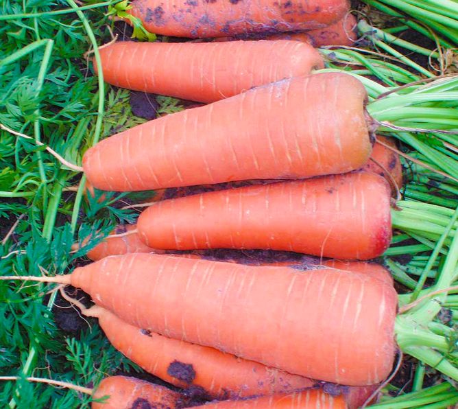 Морковь Каскад F1 (2,0-2,2 мм) (Фасовка: 25 000 шт)