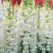 Антіррінум (ротики садові) Опус F1 (Фасовка: 100 шт; Колір: білий)
