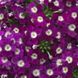 Вербена великоквіткова (Фасовка: 3 г; Колір: пурпурний з вічком)
