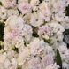 Гвоздика турецкая махровая Династия F1 (Фасовка: 100 шт; Цвет: white blush)