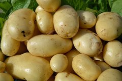 Картопля Імпала (Фасовка: 2,5 кг)