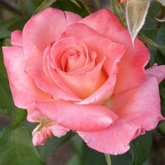Троянда чайно-гібрина рожева Solo Pink