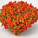 Антіррінум (ротики садові) каскадний Кенді Шауер F1 (Фасовка: 50 шт; Колір: orange)