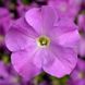 Петунія грандіфлора Трітунія F1 (Фасовка: 500 шт; Колір: lavender)