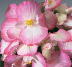 Бегонія Бегонія вічноквітуча Волюмія F1, розовый биколор, 100 шт