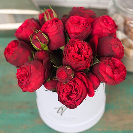Троянда чайно-гібридна Ред Піано, 1 шт