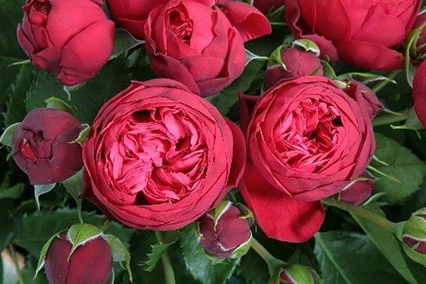 Троянда чайно-гібридна Ред Піано, 1 шт