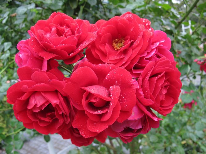 Троянда Кордес Ротіліа (Фасовка: 1 шт)