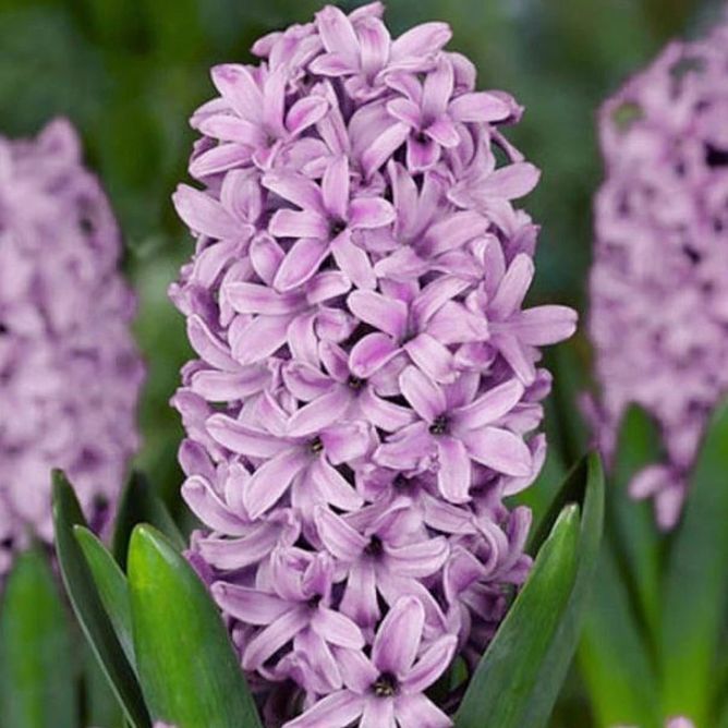 Гіацинт Splendid Cornelia