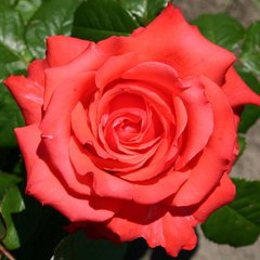 Роза чайно-гибридная Жемчужина Гольштейна, 1 шт