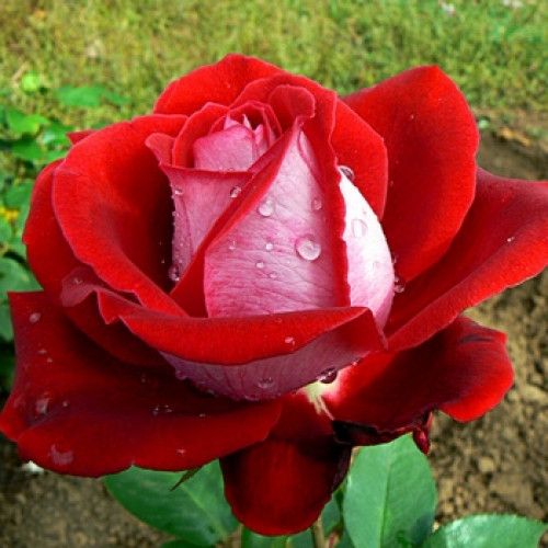 Роза чайно-гибридная Люксор, 1 л