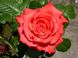 Троянда чайно-гібридна Перлина Гольштейна, 1 шт