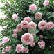 Троянда плетиста Нью Даун (Фасовка: 1 шт)
