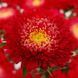 Астра Шанхайська Троянда (Фасовка: 1 г; Колір: червоний)