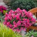 Антіррінум (ротики садові) каскадний Кенді Шауер F1 (Фасовка: 50 шт; Колір: rose)
