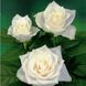 Роза чайно-гибридная Атена