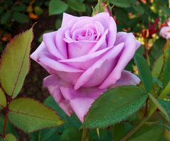 Троянда чайно-гібридна Ромео і Джульєта, 1 шт