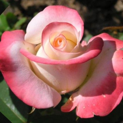 Роза чайно-гибридная Белле Перл, 1 шт