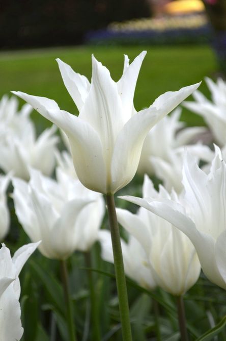 Тюльпан White Triumphator, білий, 2 шт, Білий