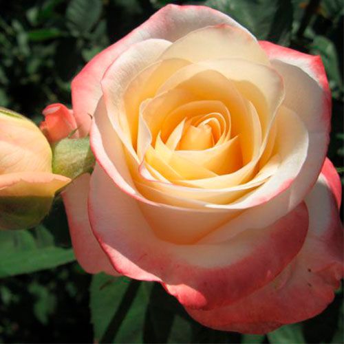 Роза чайно-гибридная Белле Перл, 1 шт