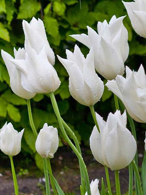 Тюльпан White Triumphator, білий, 2 шт, Білий