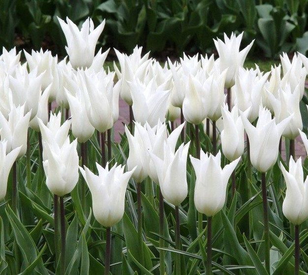 Тюльпан Whit Triumphator 2шт., лилиецветный, белый, 2 шт, Белый