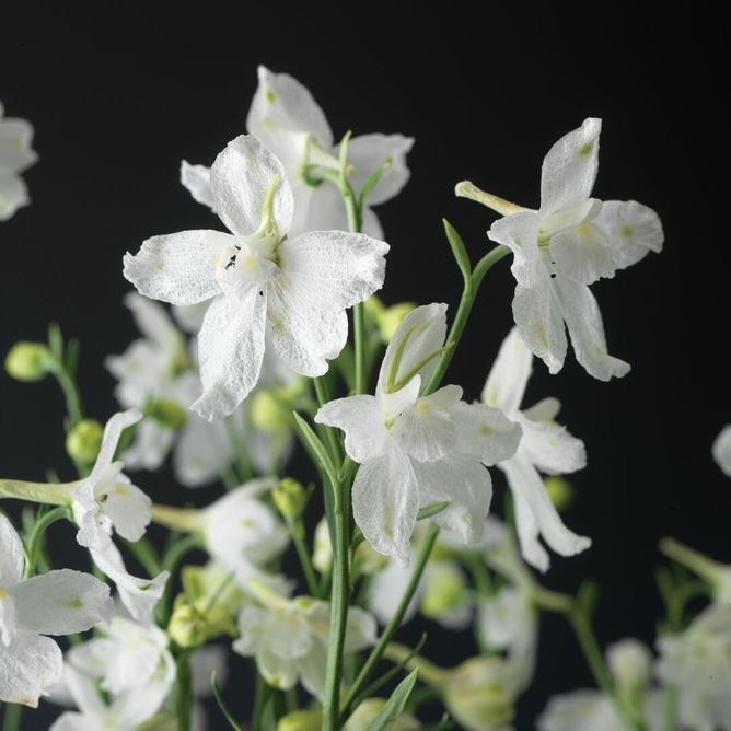 Дельфініум великоквітковий Делфікс (Фасовка: 100 шт; Колір: white)