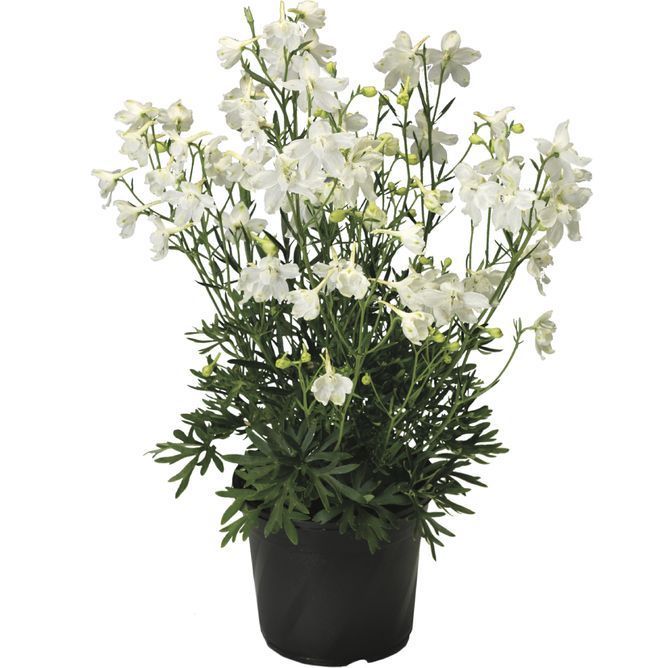 Дельфініум великоквітковий Делфікс (Фасовка: 100 шт; Колір: white)