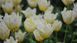 Тюльпан Lemon Beauty