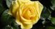 Троянда чайно-гібридна Санблест, 1 шт