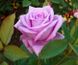Троянда чайно-гібридна Ромео і Джульєта, 1 шт