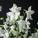 Дельфініум великоквітковий Делфікс (Фасовка: 100 шт; Колір: white)