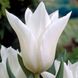 Тюльпан Whit Triumphator 2шт., лилиецветный, белый, 2 шт, Белый