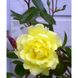 Троянда плетиста Голден Шауерз (Фасовка: 1 шт)