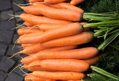 Морква Без серцевини