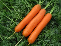 Морковь Нантская (Фасовка: 2 г)