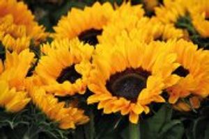 Соняшник - квітка сонця
