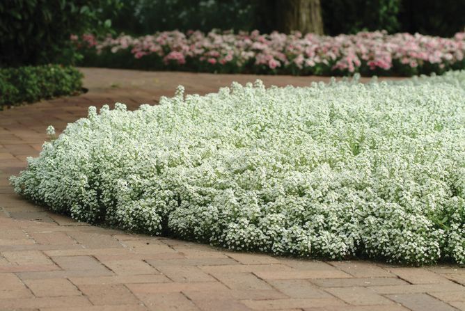 Лобулярия (алиссум) Кристал (Фасовка: 200 мультидраже; Цвет: white)