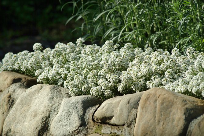 Лобулярия (алиссум) Кристал (Фасовка: 200 мультидраже; Цвет: white)