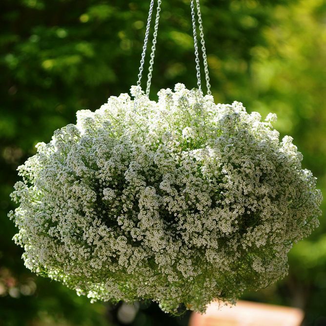Лобулярия (алиссум) Кристал (Фасовка: 200 мультидраже; Цвет: white)