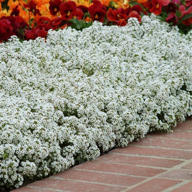 Лобулярия (алиссум) Кристал (Фасовка: 200 мультидраже; Цвет: white)
