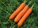 Морковь Нантская (Фасовка: 2 г)
