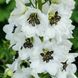 Дельфініум махровий Магічний Фонтан (Фасовка: 200 шт; Колір: white dark bee)